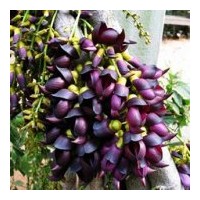 供应紫藤种子