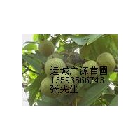 山西核桃苗价格核桃苗出售