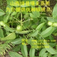 山西核桃苗，曙光苗辅“清香”核桃苗