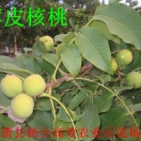 花椒苗100万价格0.15元，核桃苗100万1-5元，桃树苗50万0.6-1.5元