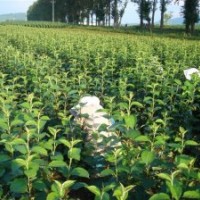 苹果苗、梨树苗销售