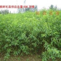 桃树苗，山东桃树苗，占地桃树苗，北京桃苗