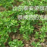 浙江草莓苗 浙江草莓苗价格