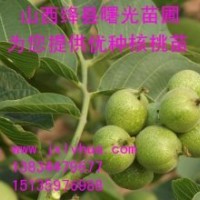 山西核桃苗，辽核核桃苗，清香核桃苗，8518核桃苗，薄皮核桃苗