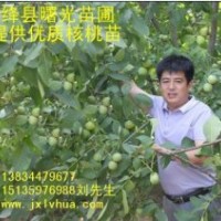 优质核桃苗---8518/清香/香玲/中林/辽核！