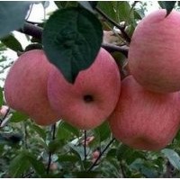 山西富士苹果苗供应|嘎啦苹果苗销售|矮化苹果苗价格