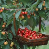 供应8年大樱桃树苗2万株，品种：岱红（红灯替代品种）、美早、早