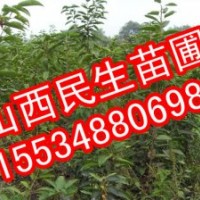 山西苗圃苹果苗价格苹果苗图片哪里有