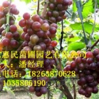 供应山东葡萄苗 1-3年苗 当年苗