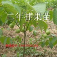 山西8518核桃苗信息/山西核桃苗基地