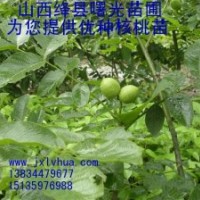 8518核桃苗/山西核桃苗/薄皮核桃苗/陕西核桃苗