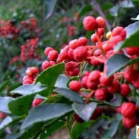 花椒苗、大红袍花椒苗、花椒树苗、山东花椒苗