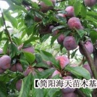 四川脆红李子苗，脆红李子苗来海天买