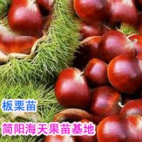 大果板栗苗，板栗果实用途