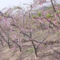 占地苹果树 占地山楂树 占地柿子树