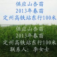 荒山荒坡栽种什么树----山杏树 供应山杏树苗