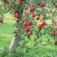 大规格3-10公分苹果树 桃树 山楂树 柿子树 梨树