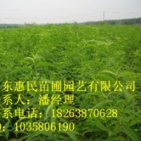 供应山东泰安桃树苗 当年小苗 0.6-5公分