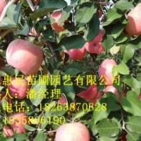 供应山东苹果苗 0.6-4公分 自家种植