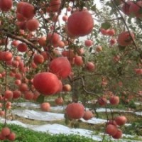 栖霞苹果树，苹果树价格，苹果树图片