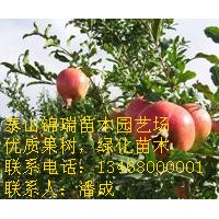 石榴苗价格|花石榴价格|红石榴价格|石榴苗价格|石榴苗种植基地