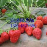 泰安草莓苗，优质草莓苗就选泰安润泽园艺场
