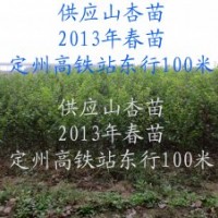 荒山荒坡栽种什么树----山杏树，供应山杏苗