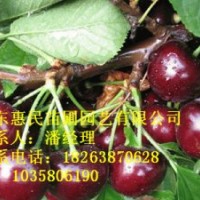 供应山东泰安樱桃树 0.5-3公分占地用 提供技术指导