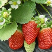 大量批发草莓苗，成活率高的草莓苗