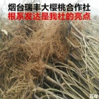 正宗山东烟台大樱桃树苗品种纯正