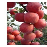 柱状苹果苗价格，柱状苹果苗批发，柱状苹果苗供应