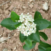 黑果腺肋花楸苗