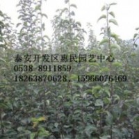 山东泰安0.3-0.5-1公分梨树小苗批发价格