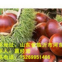 板栗苗，板栗苗价格，板栗苗品种，板栗苗批发