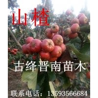 出售果树山楂苗,李子苗,杏树苗