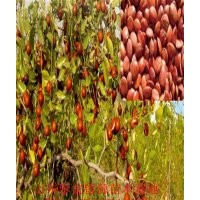 山东枣树苗品种，优质枣树苗价格，枣树苗厂家