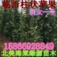 柱状苹果 柱状苹果价格 柱状苹果接穗