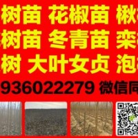 花椒苗大红袍狮子头，桃树苗毛桃苗，梨树苗晚秋黄梨，低价供应大