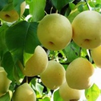 山西优质品种梨树杏树苗 大量供应