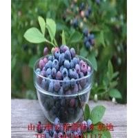 优质蓝莓苗供应商，山东蓝莓苗价格