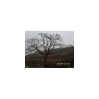 【洪运苗圃】柿子树 2-5公分柿子树