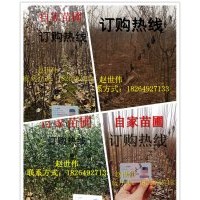 山东临沂大量供应各种规格苹果树苗，杨树苗，皂角苗，枸橘苗，量