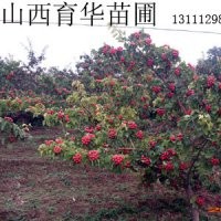 3-8公分的山楂树 核桃树 苹果树 皂角苗批发