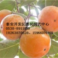山东泰安0.5-1公分柿子苗价格