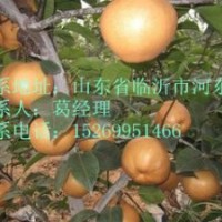 晚秋黄梨，金秋香梨，爱宕梨苗，梨树苗最新报价