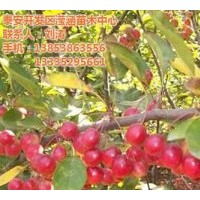 冬红果、滢涵苗木中心、冬红果品种
