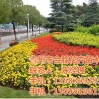 宿根草花销售_湖北草花_合胜花卉(多图)