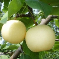 3-15公分苹果苗、3-15公分山楂苗、3-15公分梨树苗