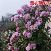 大量供应欧洲月季花苗薰衣草花环