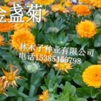 金盏菊种子怎么种植